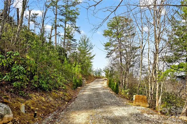 a view of a yard with plants and trees