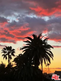 a view of a palm tree