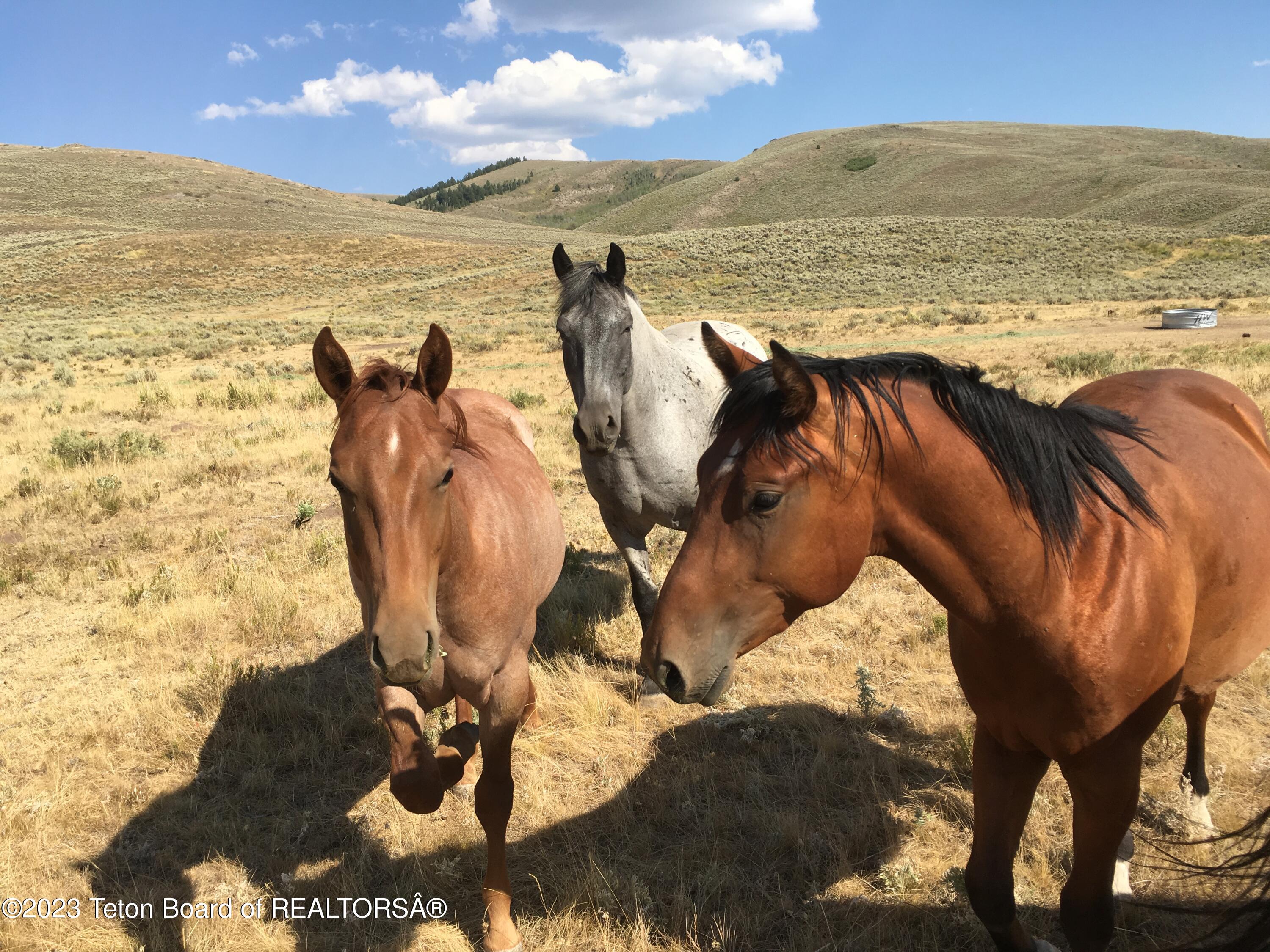 1000 Smiths Fork Road Cokeville, WY 83114 - Photo 23 of 67 IMG_1830