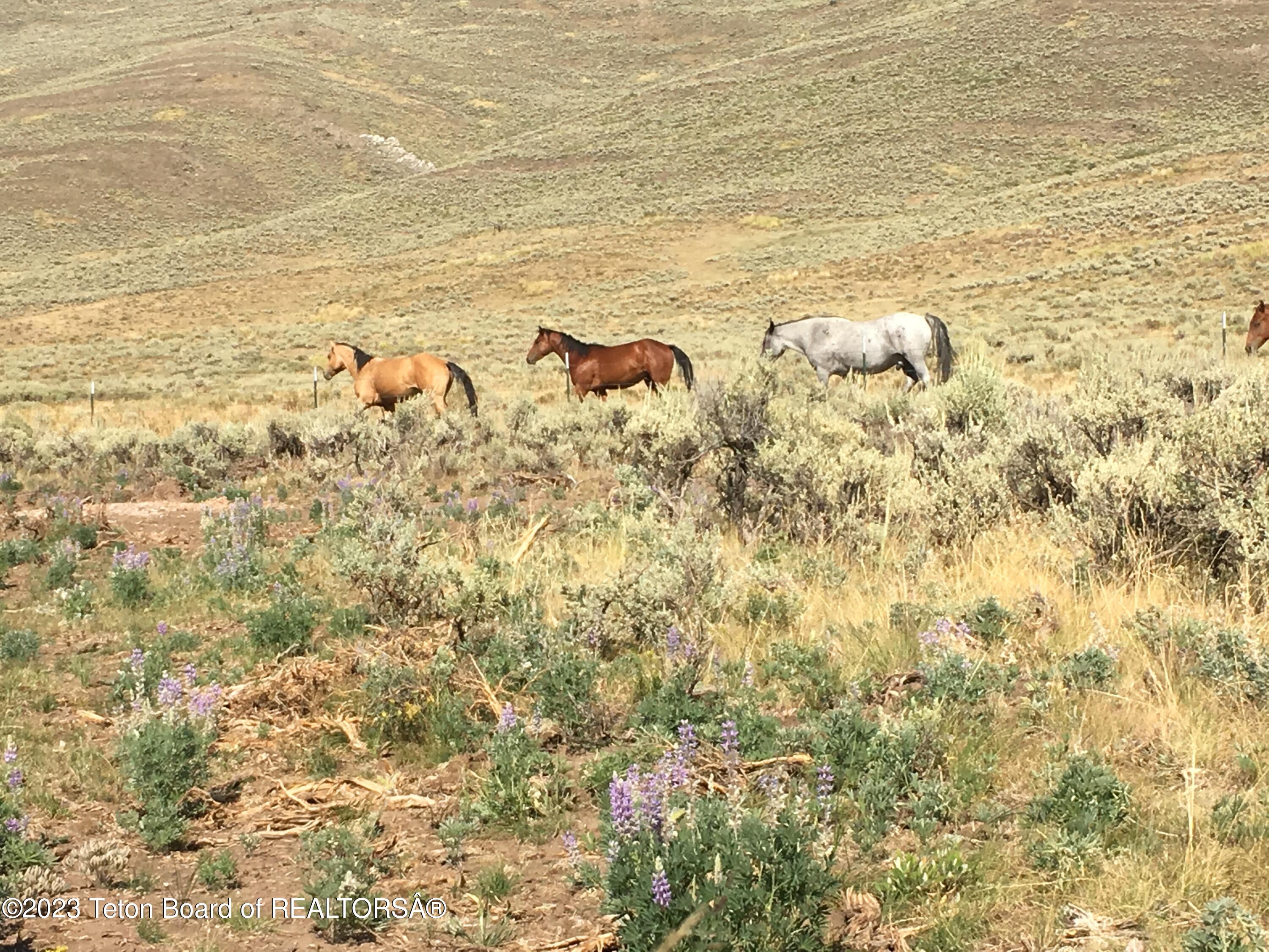 1000 Smiths Fork Road Cokeville, WY 83114 - Photo 25 of 67 IMG_1832