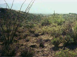 4025 West Gerhart Road Tucson, AZ 85745 - Photo 2 of 4