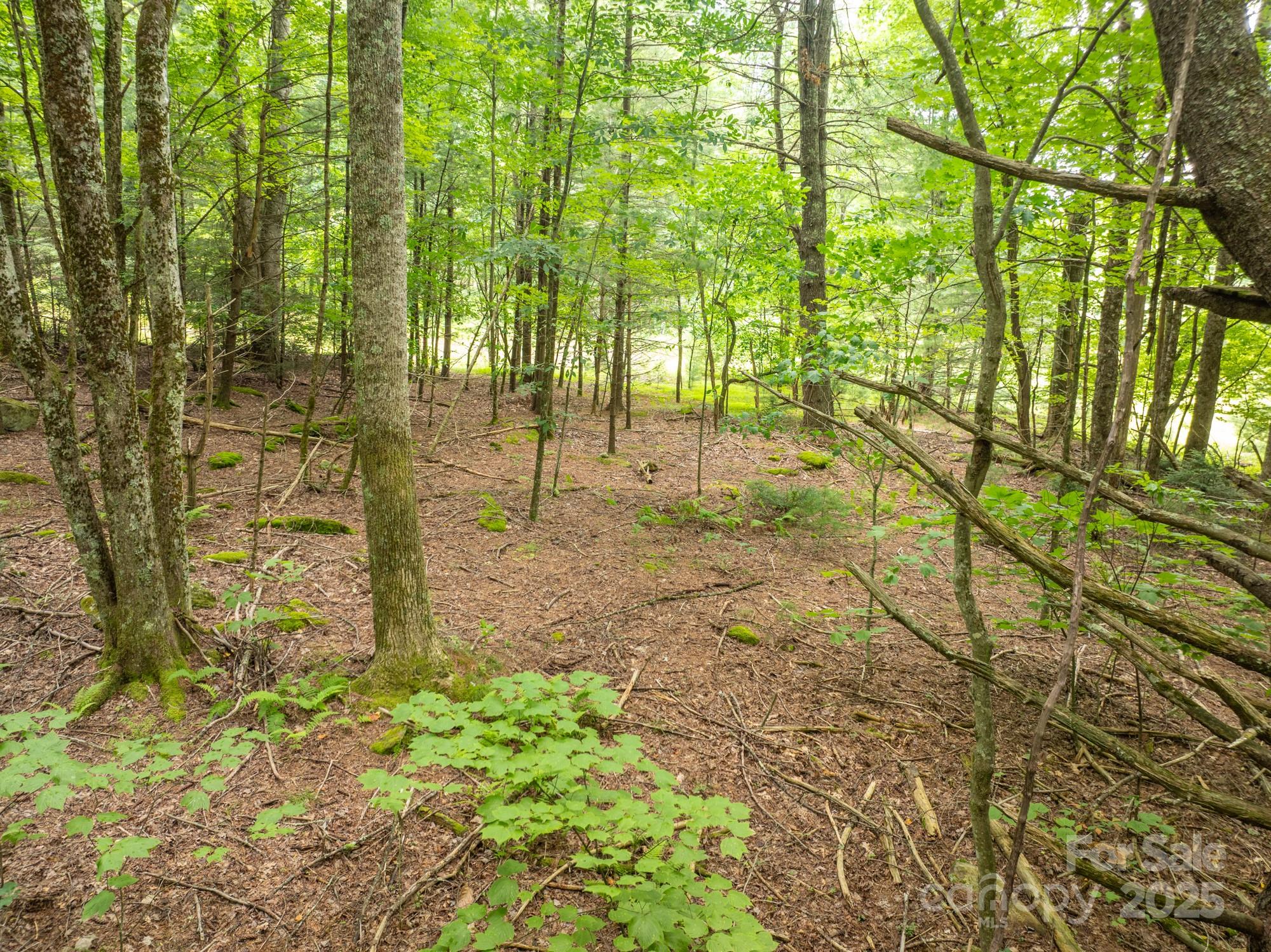 230 West Cove Lane Boone, NC 28607 - Photo 41 of 46 a view of an trees