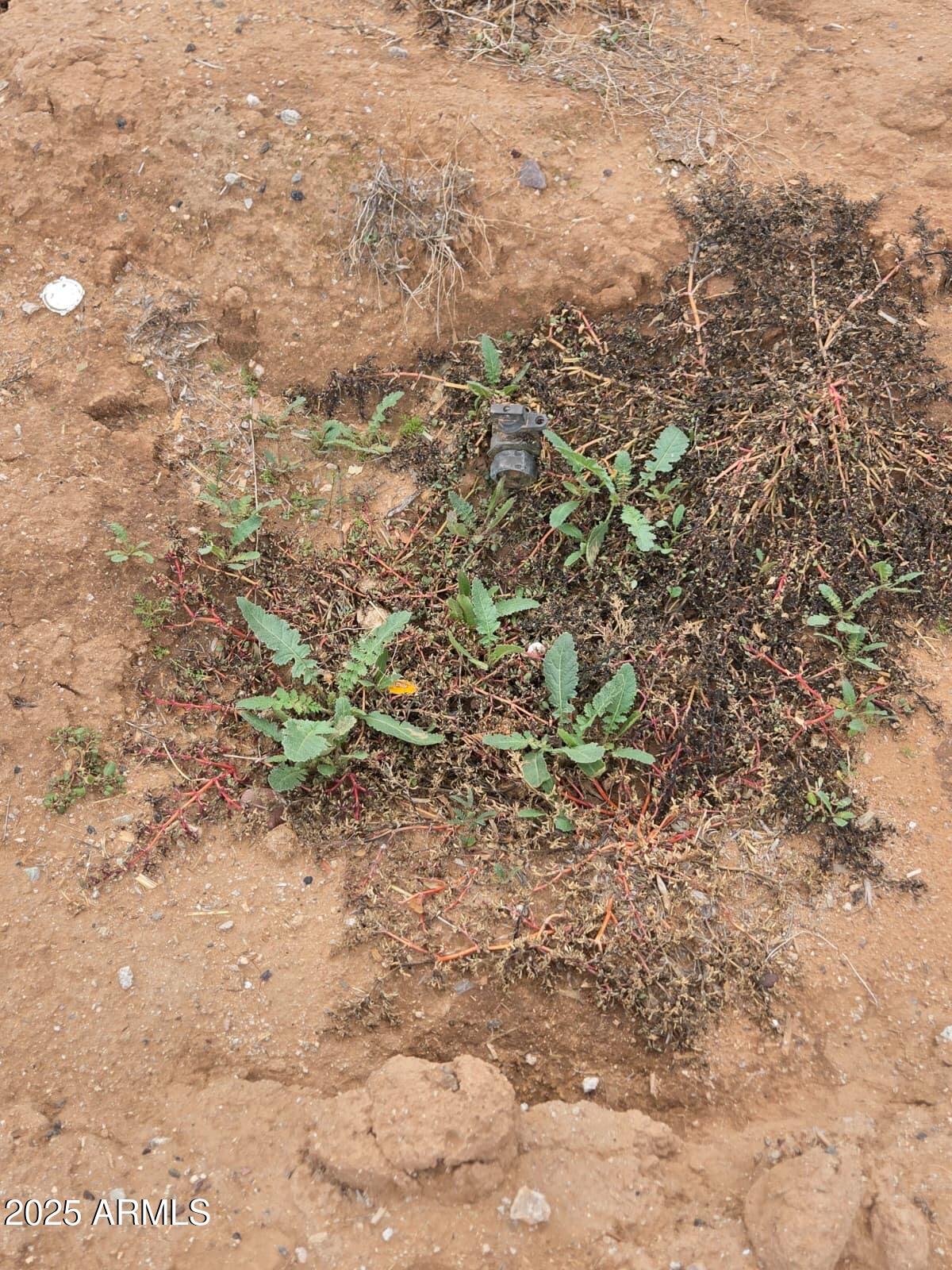0 West Elliot Road Buckeye, AZ 85326 - Photo 9 of 9 a view of a yard with a tree