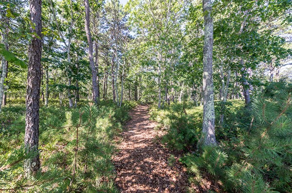 22 Paddock Road Oak Bluffs, MA 02557 - Photo 9 of 9