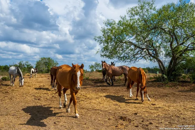 a view of a bunch of trees