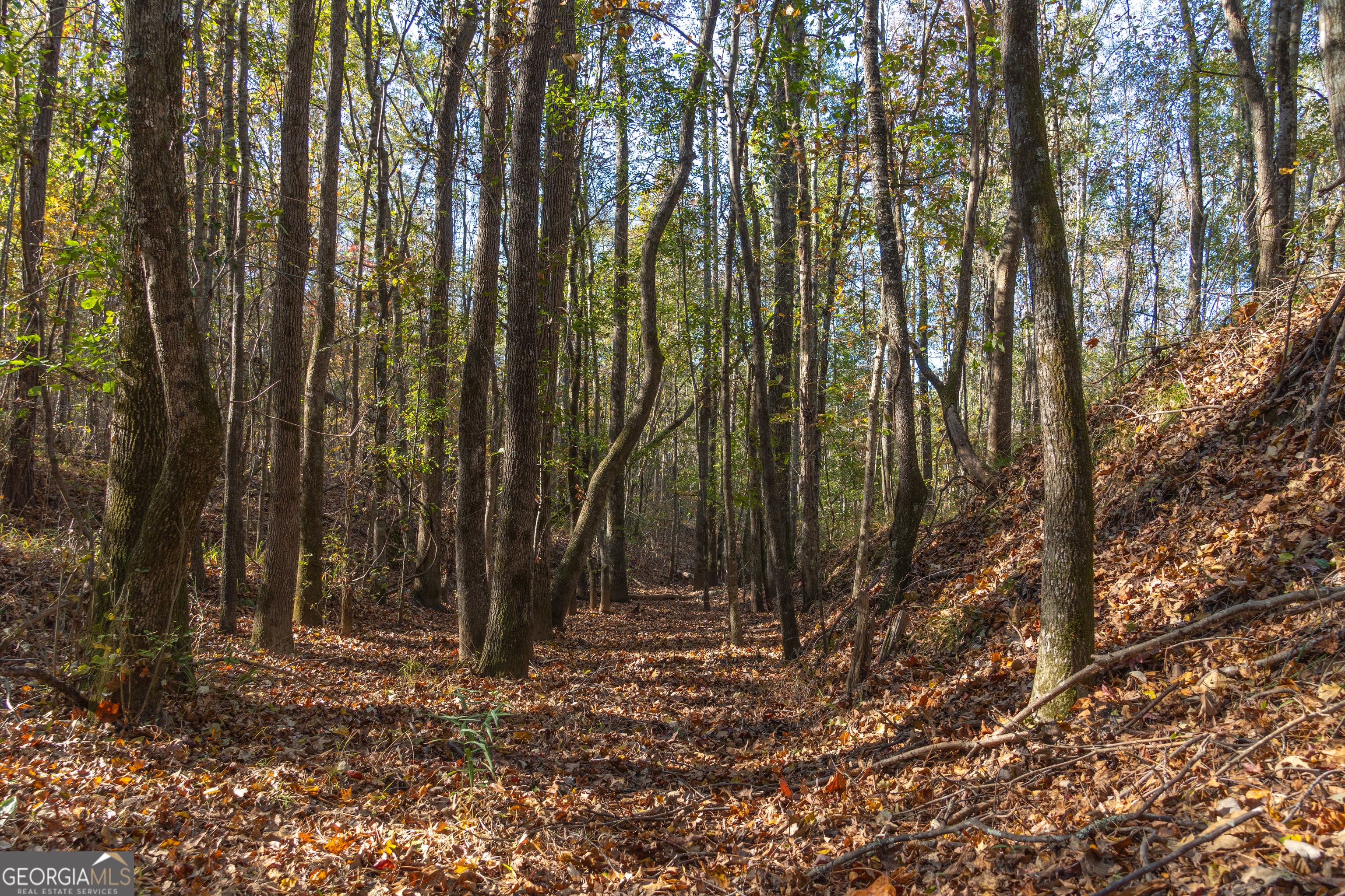 1100 Sapp Road Dry Branch, GA 31020 - Photo 36 of 54 a view of outdoor space with lots of trees