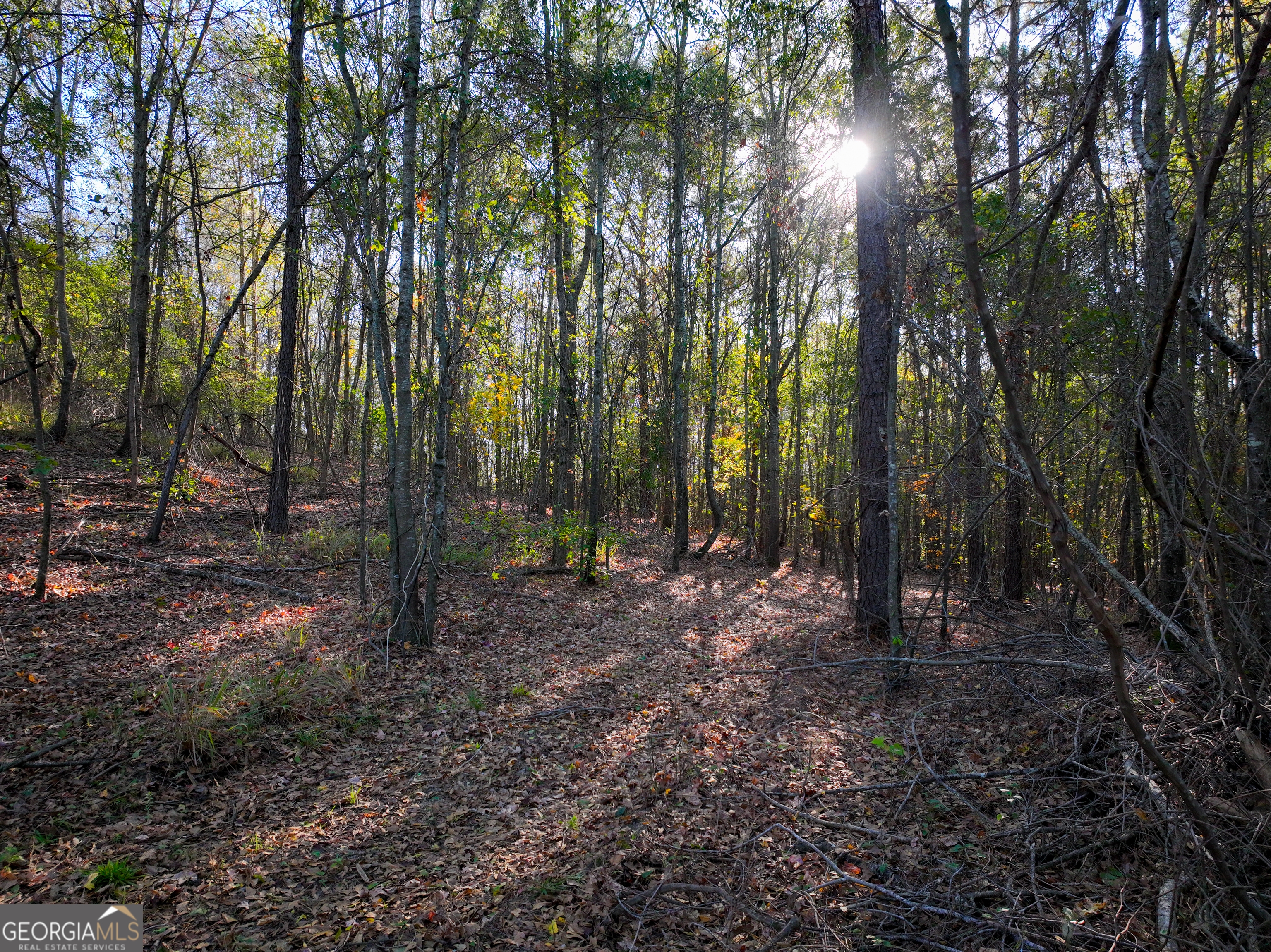1100 Sapp Road Dry Branch, GA 31020 - Photo 37 of 54 a view of a forest with trees in the background