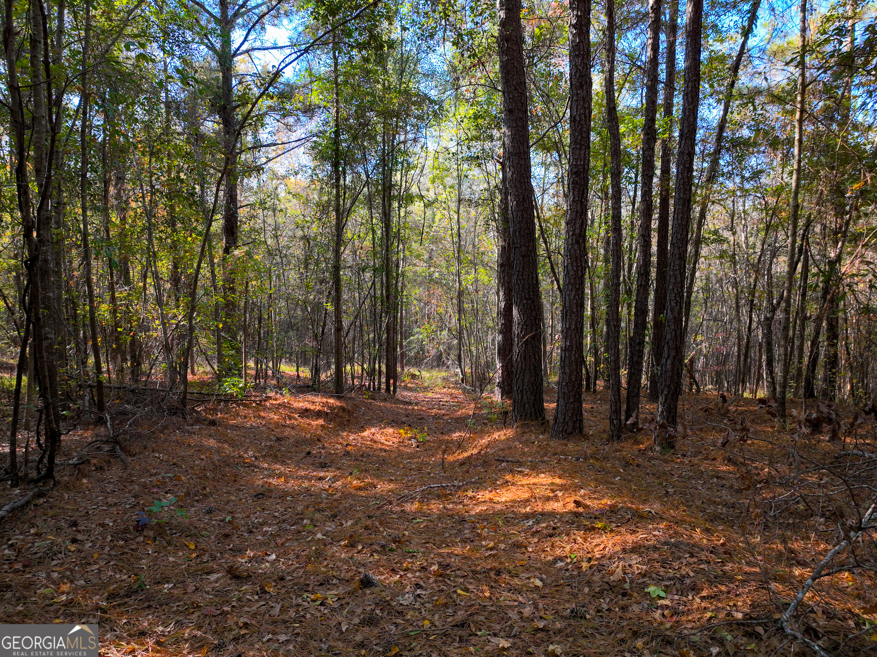 1100 Sapp Road Dry Branch, GA 31020 - Photo 38 of 54 a backyard of a house with lots of green space