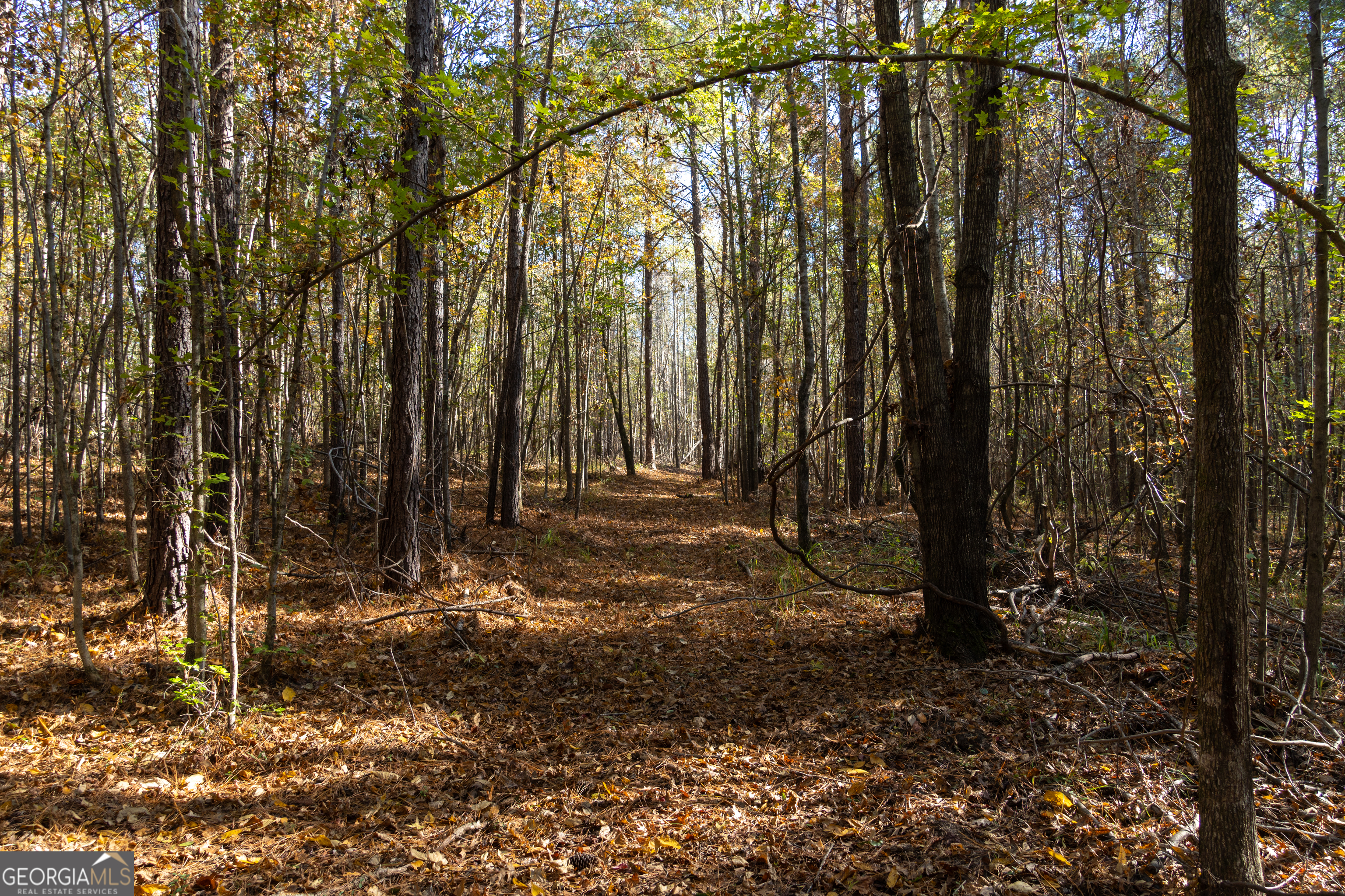 1100 Sapp Road Dry Branch, GA 31020 - Photo 42 of 54 a backyard of a house with lots of green space