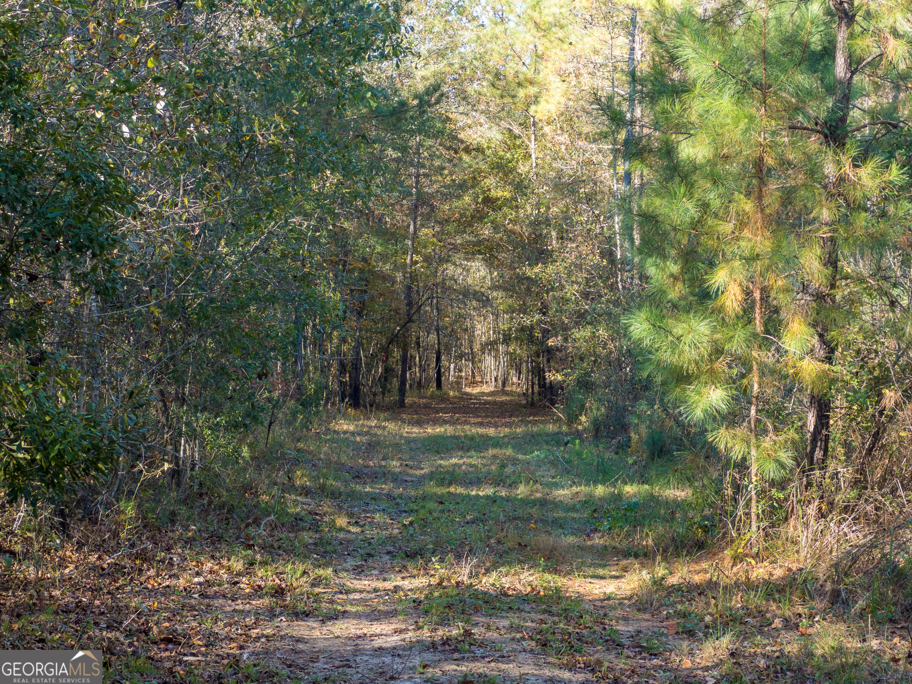 1100 Sapp Road Dry Branch, GA 31020 - Photo 43 of 54 a view of a yard with a tree