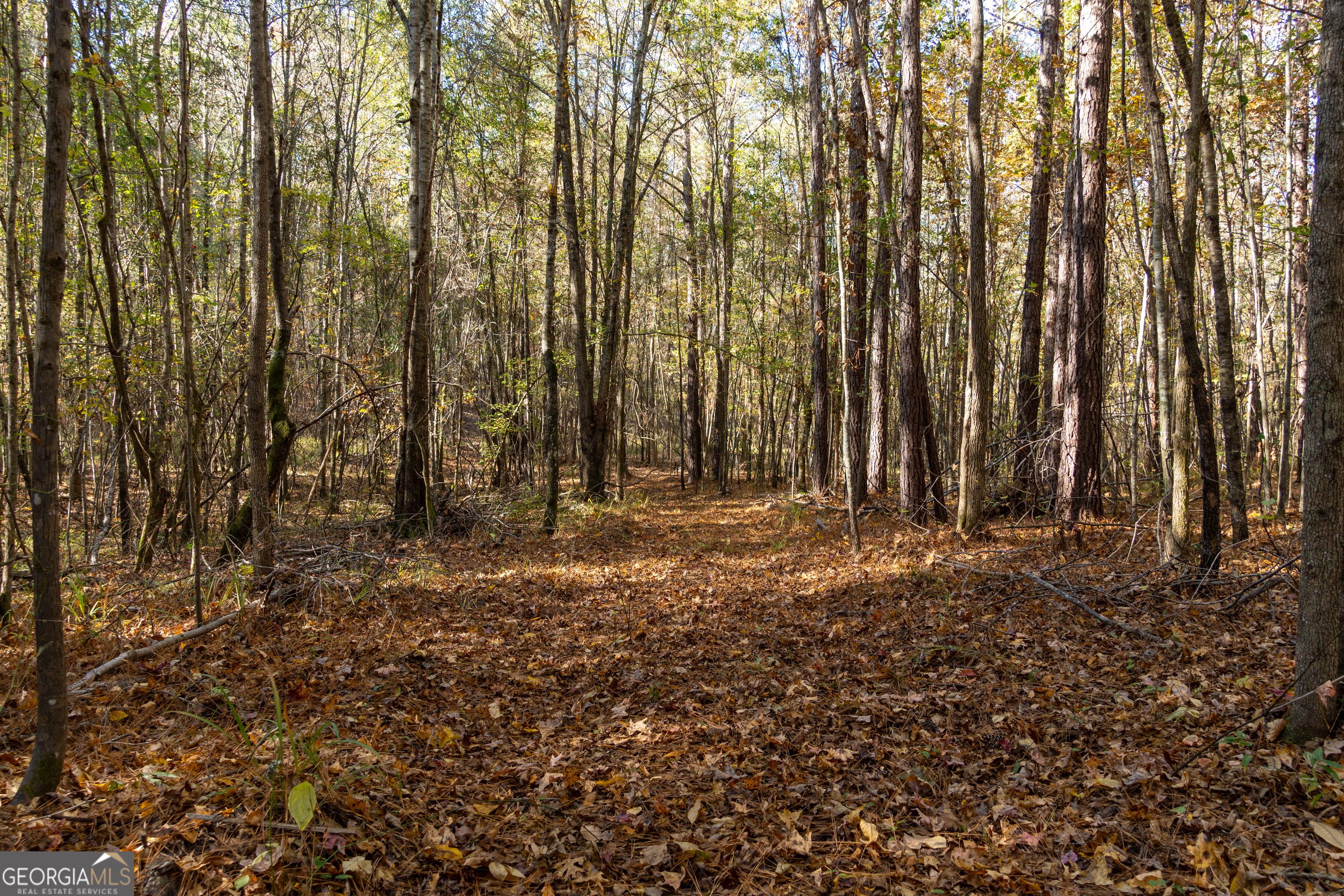 1100 Sapp Road Dry Branch, GA 31020 - Photo 47 of 54 a view of outdoor space with deck and tree