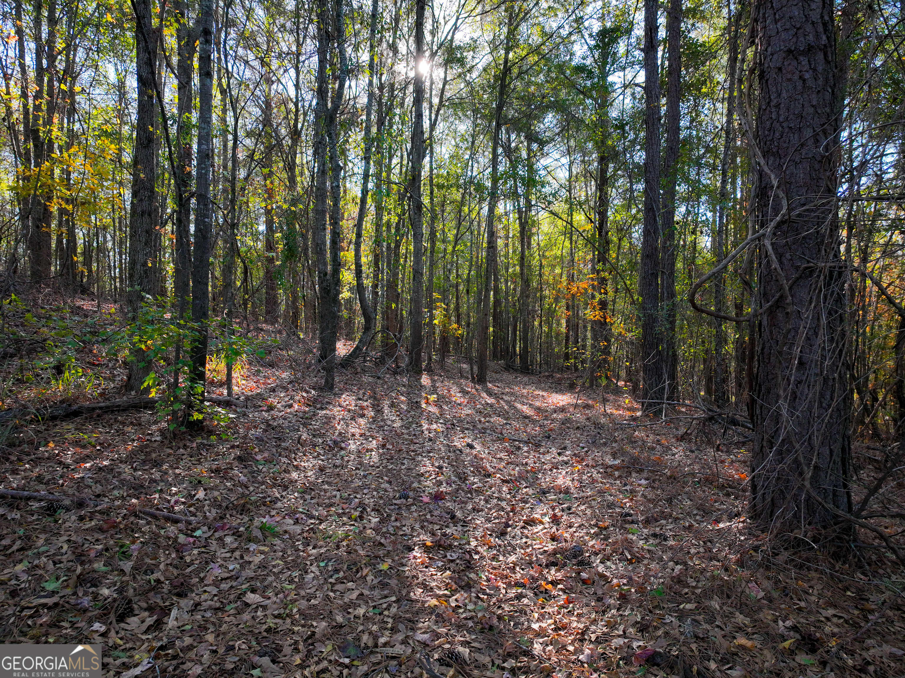 1100 Sapp Road Dry Branch, GA 31020 - Photo 48 of 54 a view of outdoor space and tree