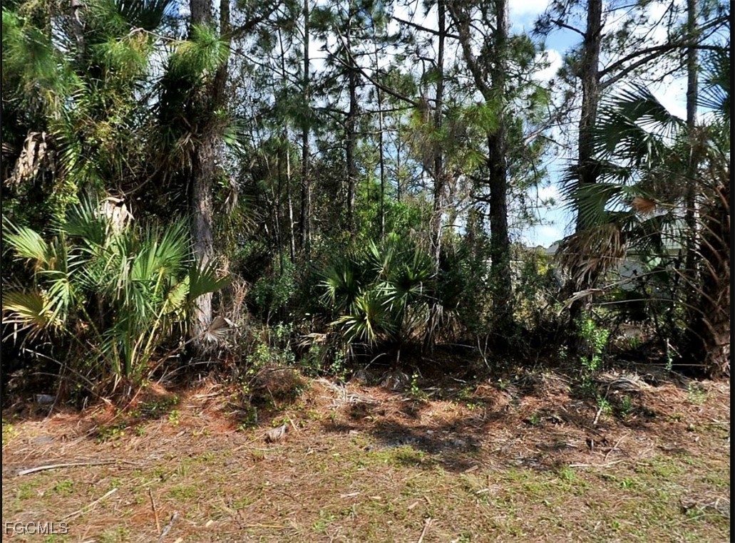 a view of a yard with plants and large trees
