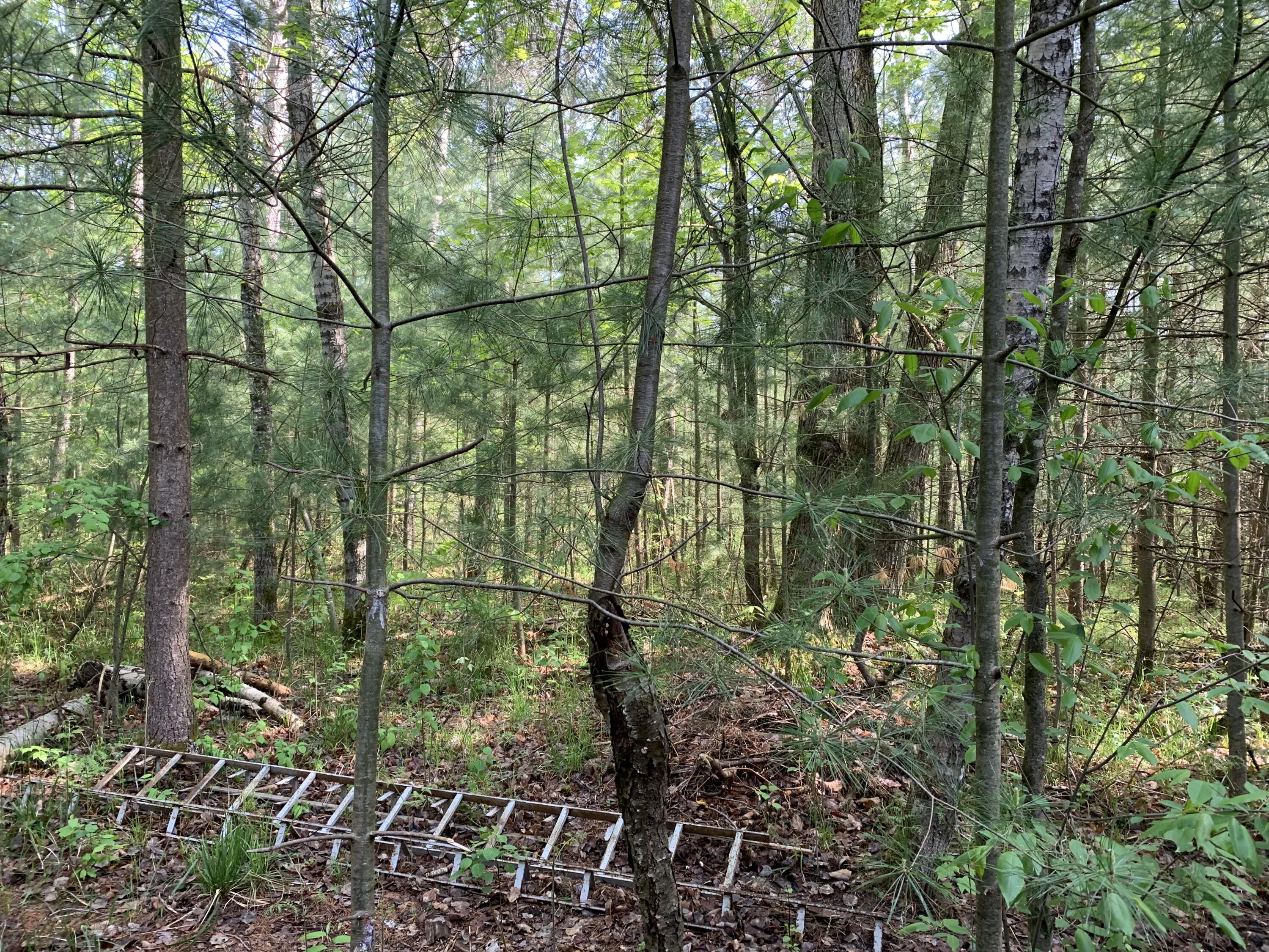 5682 North Skookum Road Luther, MI 49656 - Photo 13 of 33 IMG_5697