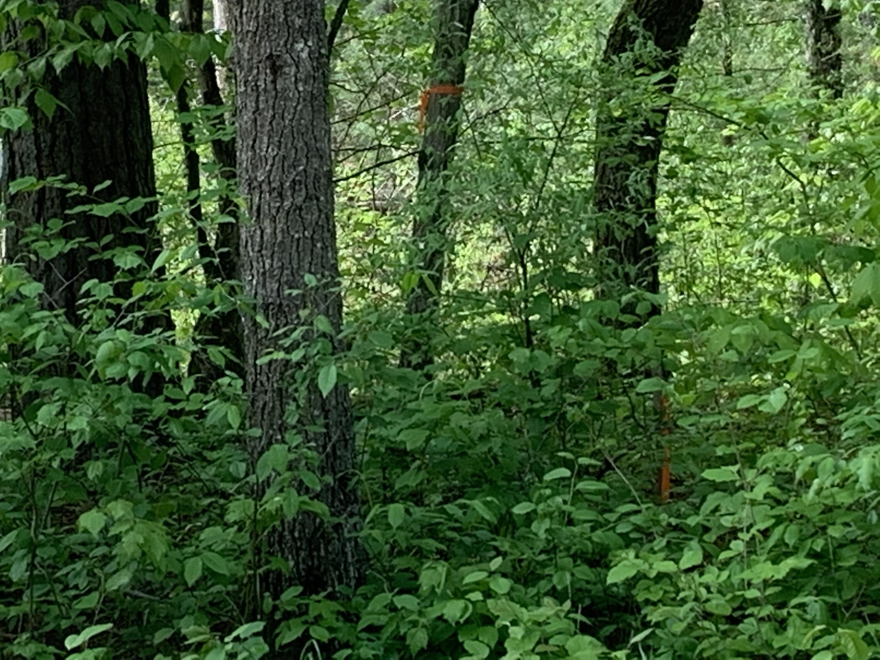 5682 North Skookum Road Luther, MI 49656 - Photo 17 of 33 IMG_5643