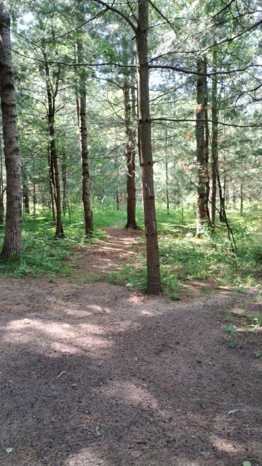 5682 North Skookum Road Luther, MI 49656 - Photo 28 of 33 image000006(1)