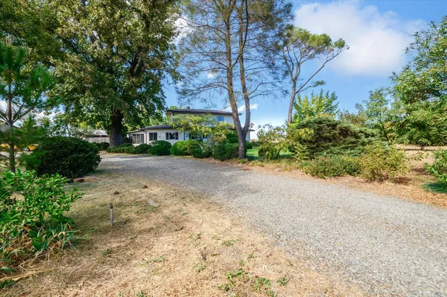 a view of a yard with potted plants and trees