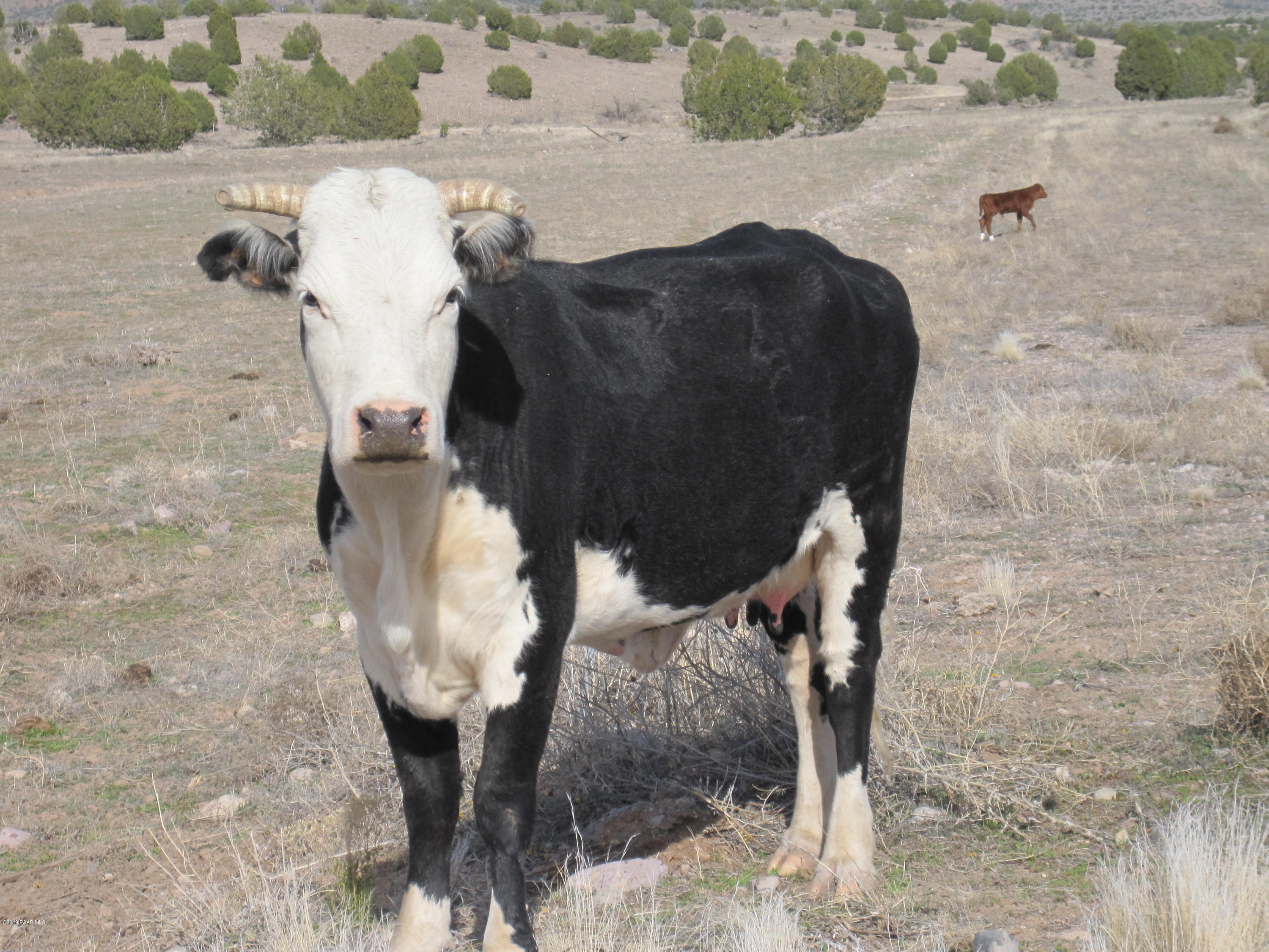 8100 Dillon Wash Road Prescott, AZ 86305 - Photo 8 of 15 black & white cow
