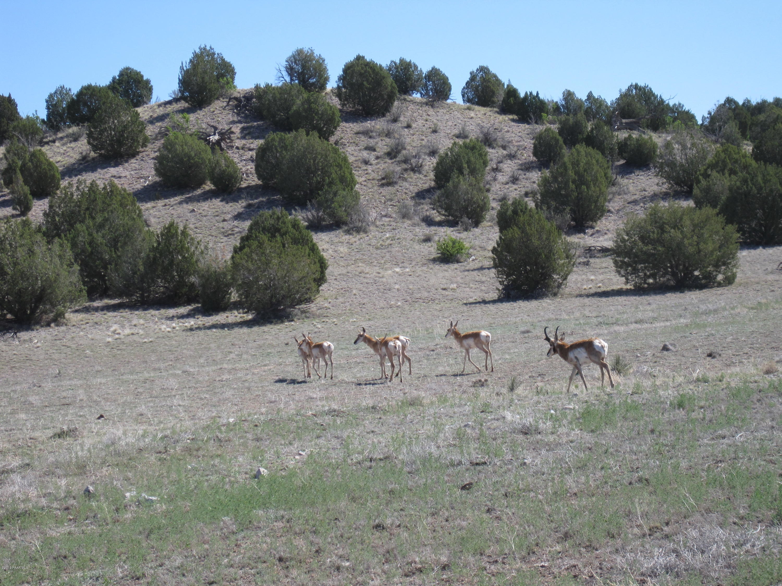 8100 Dillon Wash Road Prescott, AZ 86305 - Photo 9 of 15 Pronghorn on Crossroads Ranch