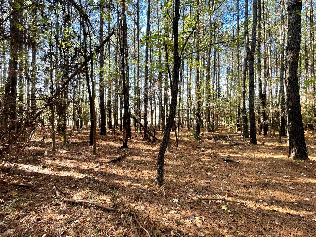 8-acres Redwood Road Onancock, VA 23417 - Photo 23 of 28