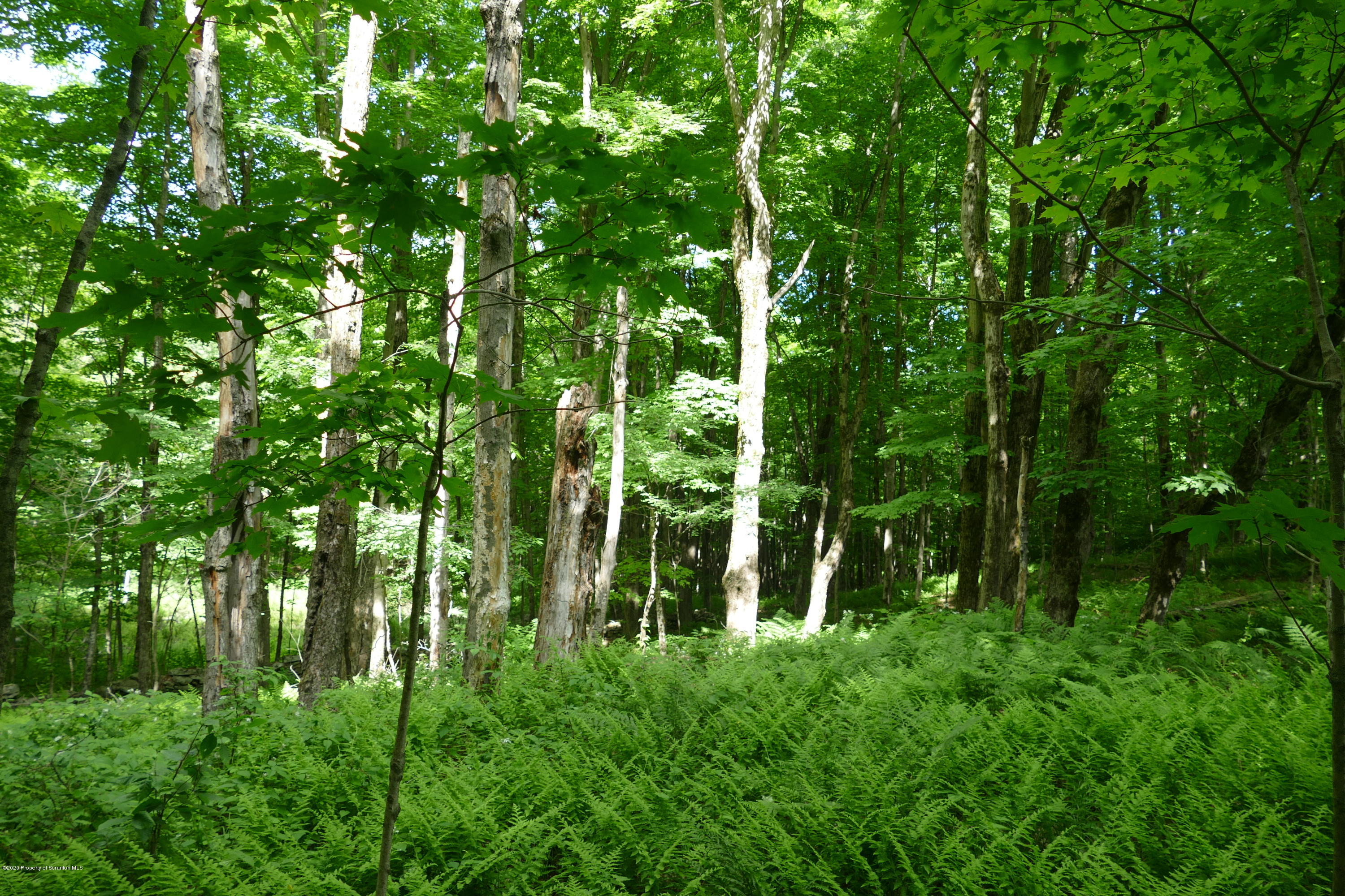 742 May Road Union Dale, PA 18470 - Photo 11 of 14 Woods