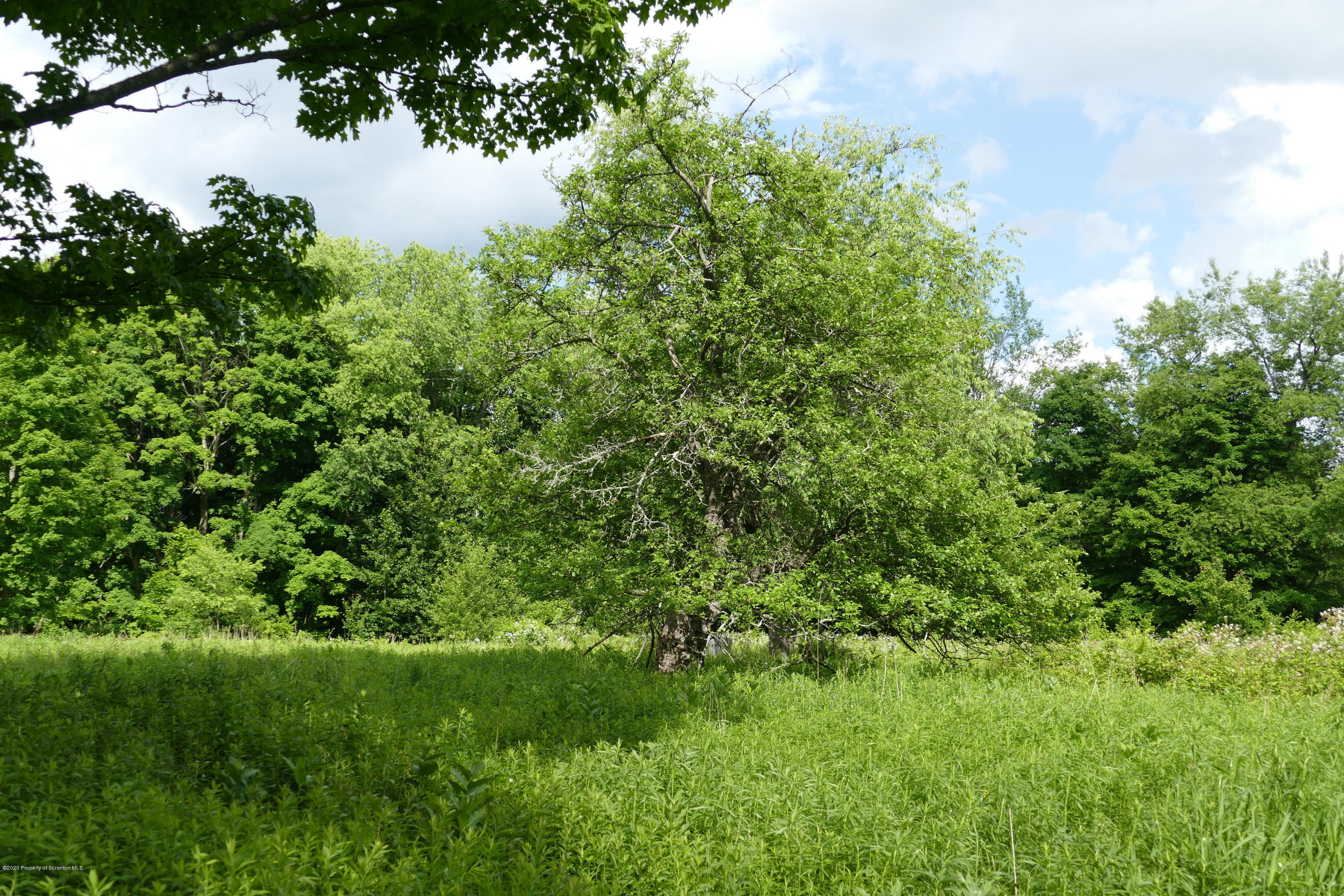 742 May Road Union Dale, PA 18470 - Photo 6 of 14 Apple trees