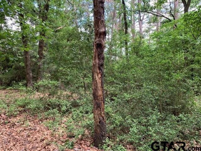 300-301 Misty Glen Holly Lake Ranch, TX 75765 - Photo 4 of 9 a close up of a tree