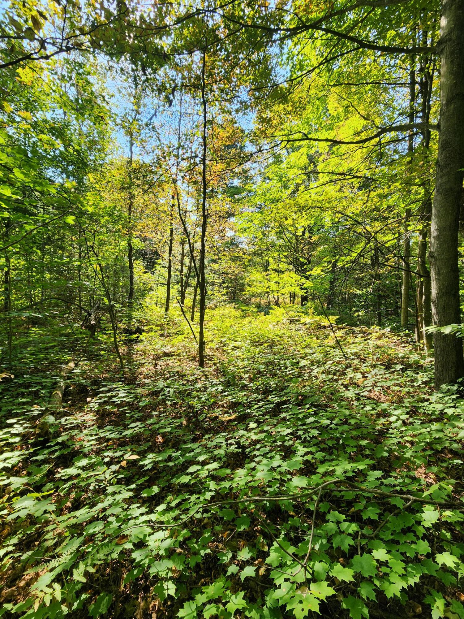 965 West 38 Road Boon, MI 49618 - Photo 43 of 53 20240916_114124
