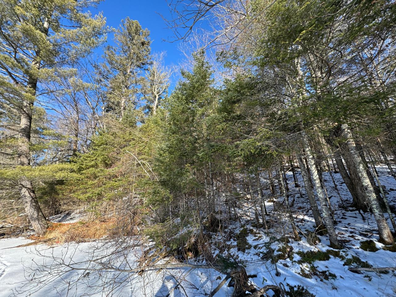 Lot 5 Fisher Lake Road Mercer, WI 54547 - Photo 4 of 11 Gallery Image 4