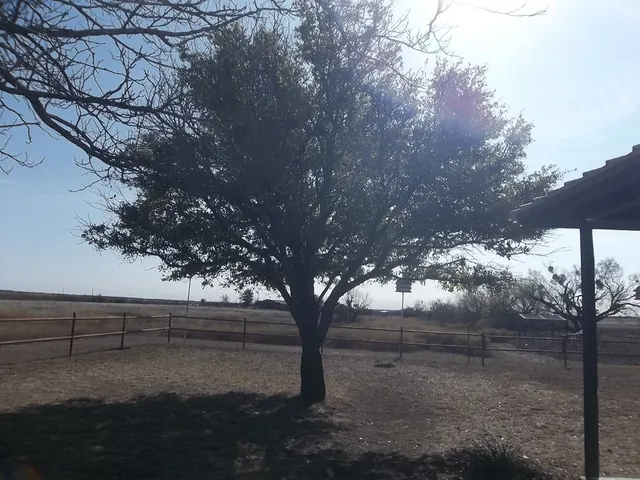 a view of a tree with a yard