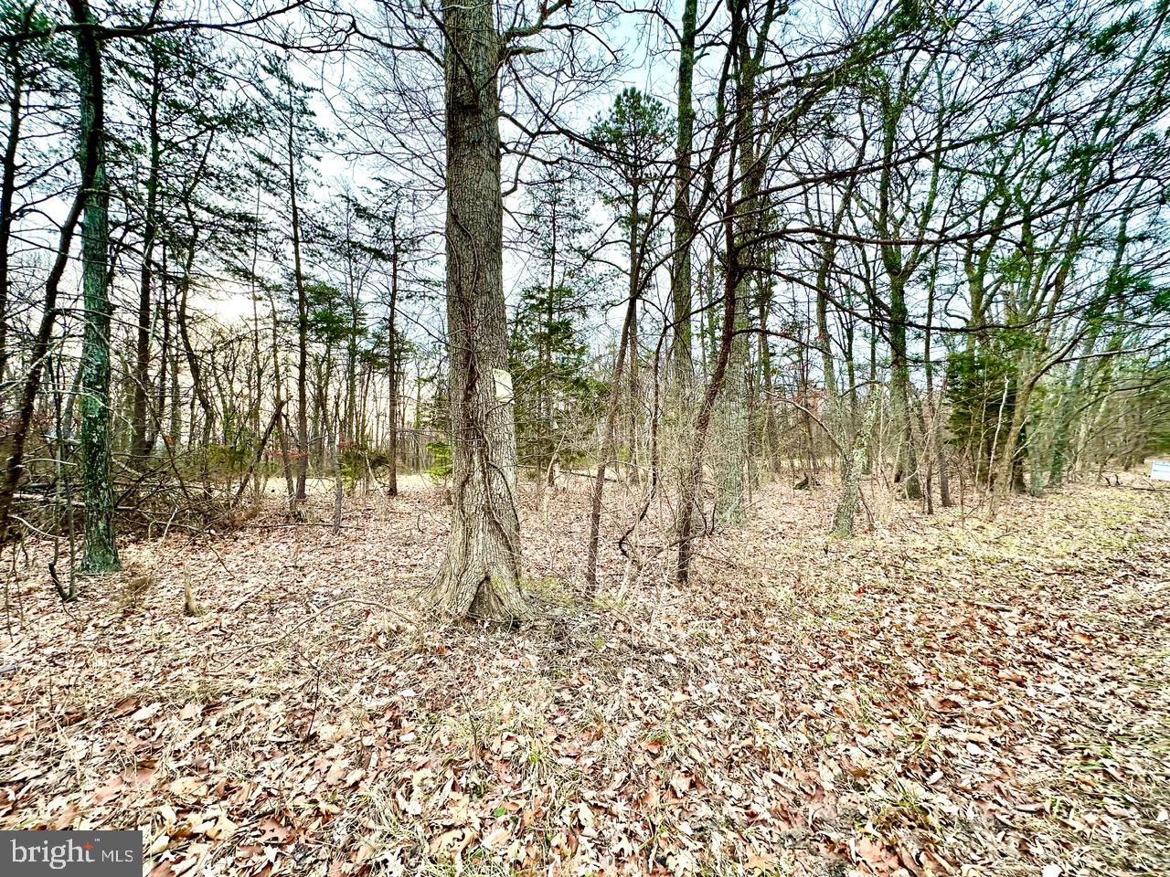 Lot 4 North Timber Ridge Road Cross Junction, VA 22625 - Photo 1 of 7 a view of a yard with large trees