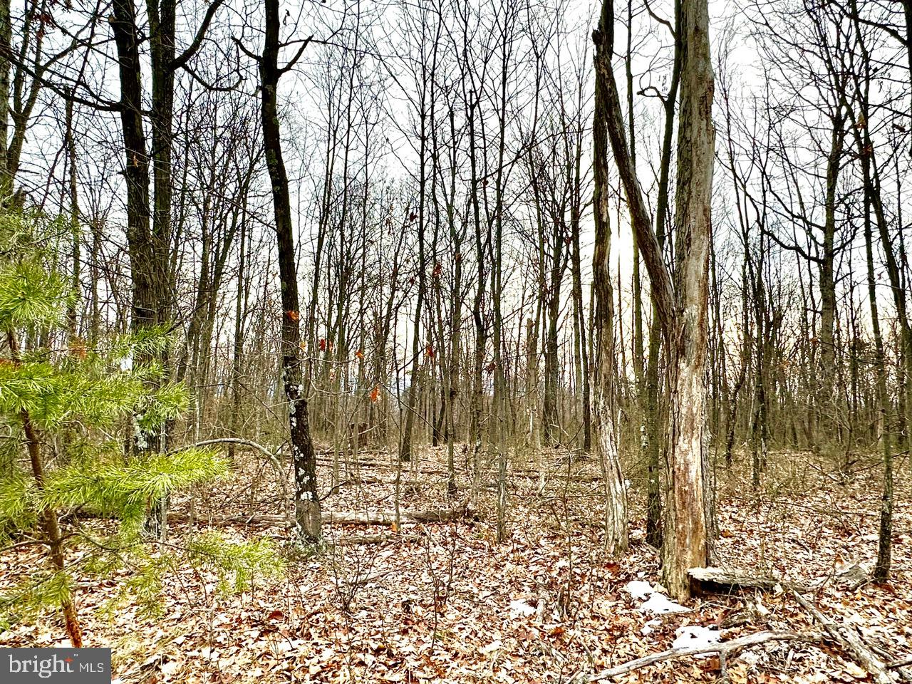 Lot 4 North Timber Ridge Road Cross Junction, VA 22625 - Photo 6 of 7 a view of covered with tall trees