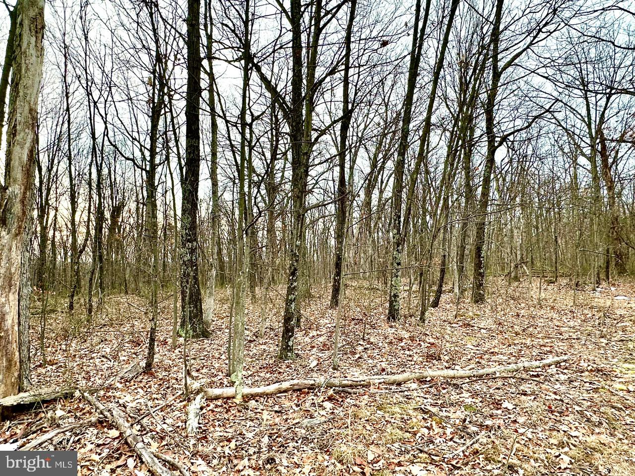 Lot 4 North Timber Ridge Road Cross Junction, VA 22625 - Photo 7 of 7 a view of covered with snow