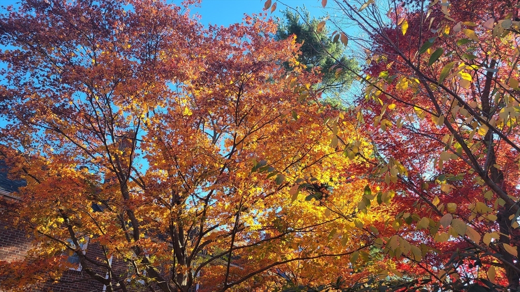 20 Maynard Place Cambridge, MA 02138 - Photo 40 of 42 a backyard of a house