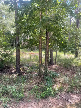 a view of a yard with plants and trees