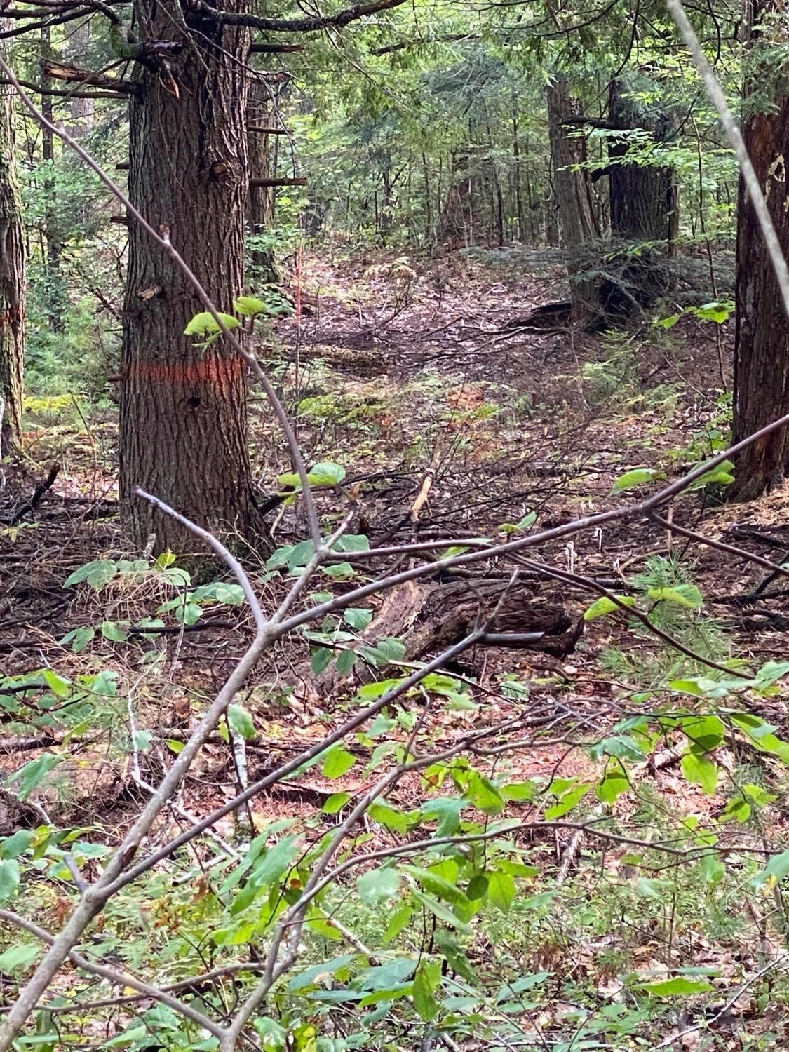 0 Rindge Turnpike Ashburnham, MA 01430 - Photo 3 of 5