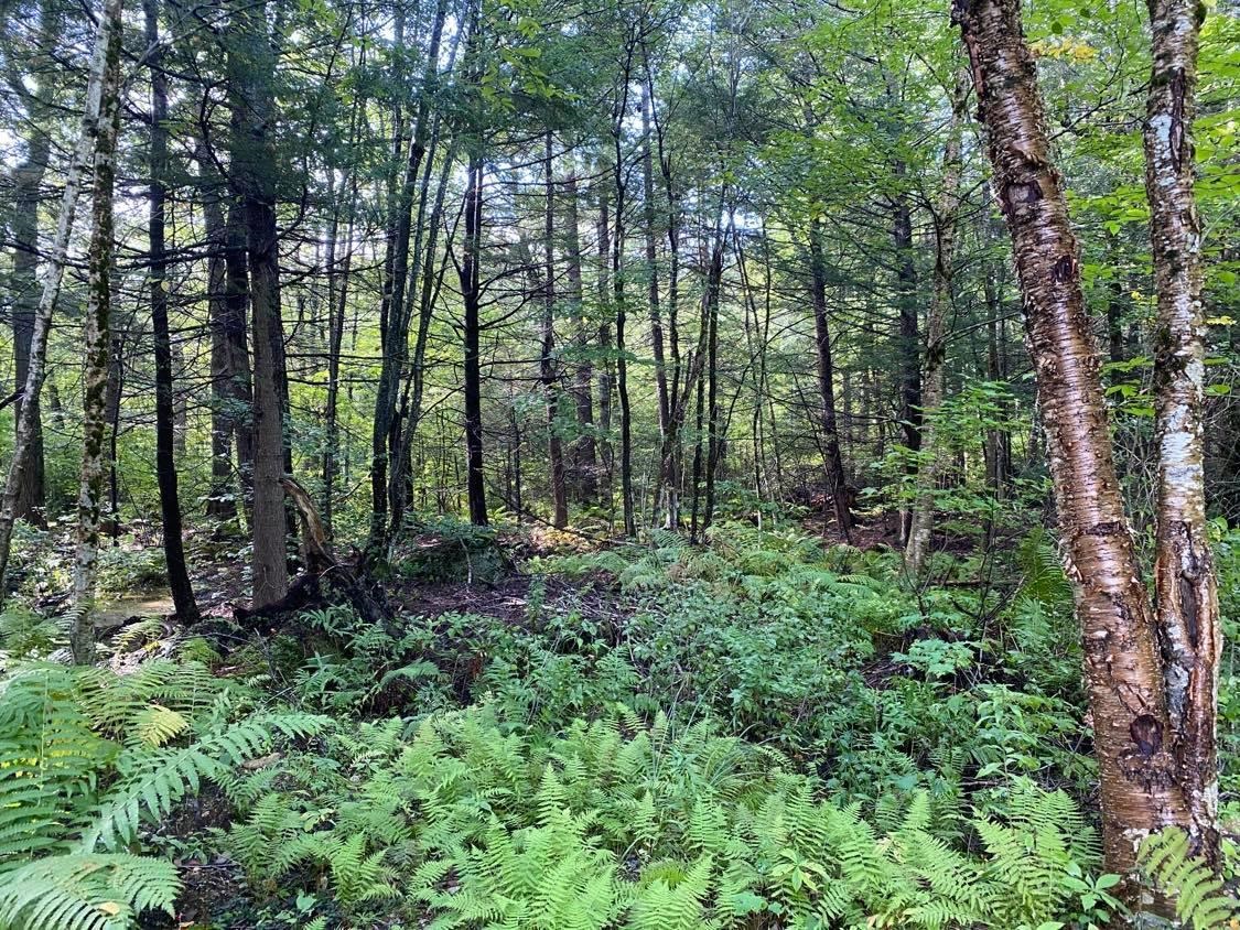0 Rindge Turnpike Ashburnham, MA 01430 - Photo 5 of 5