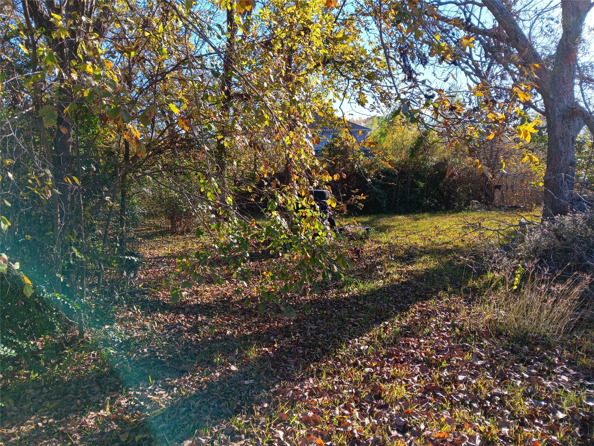 6010 Haight Street Houston, TX 77028 - Photo 4 of 4 a view of a yard with a tree