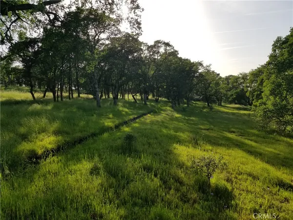 a view of a lush green space