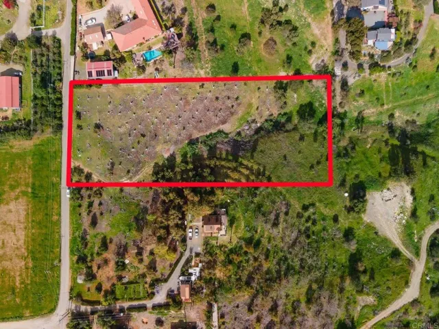 a view of a tree in a garden