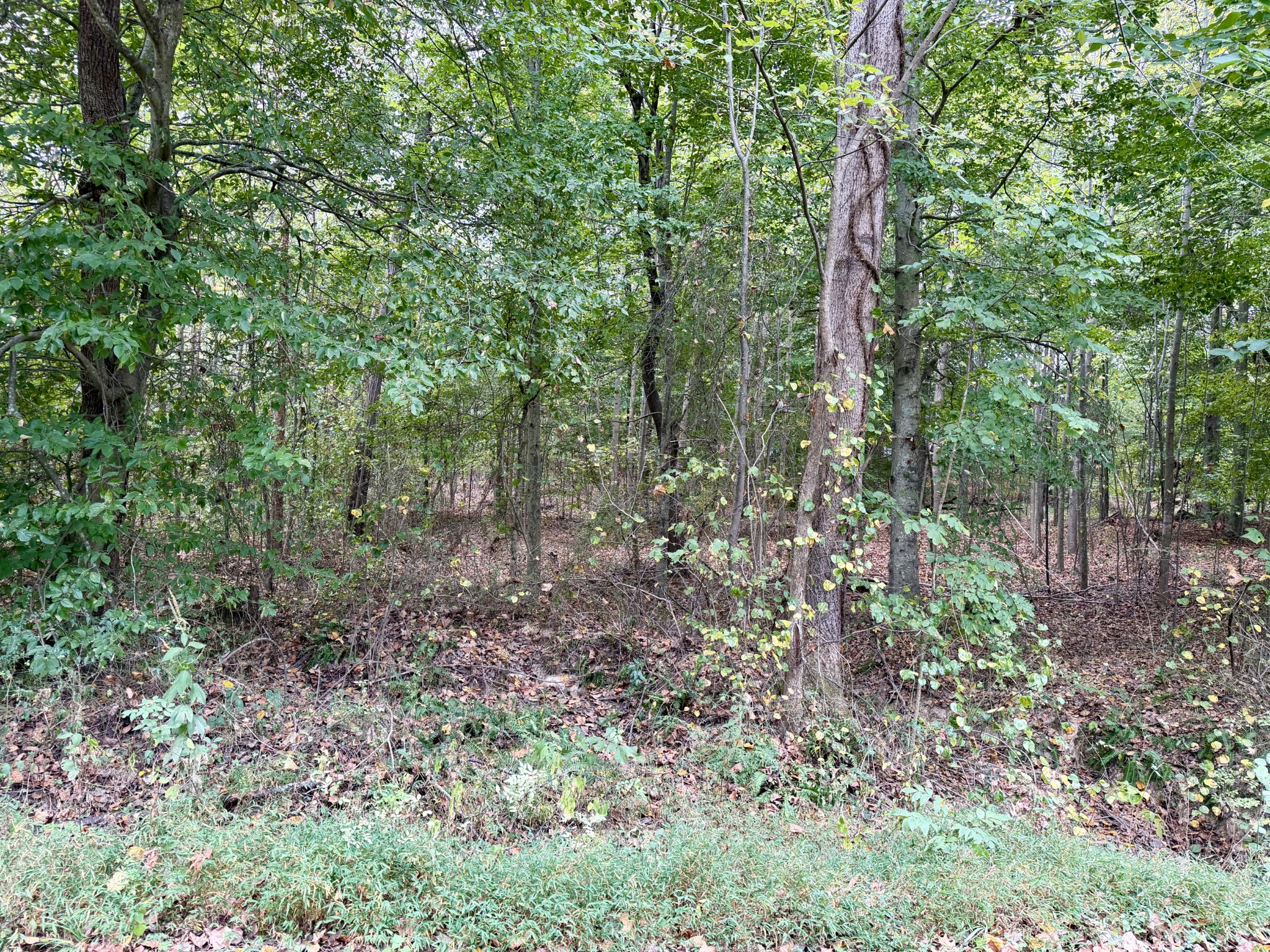 0 McDonald Road Lexington, TN 38351 - Photo 6 of 13 Gallery Image 6