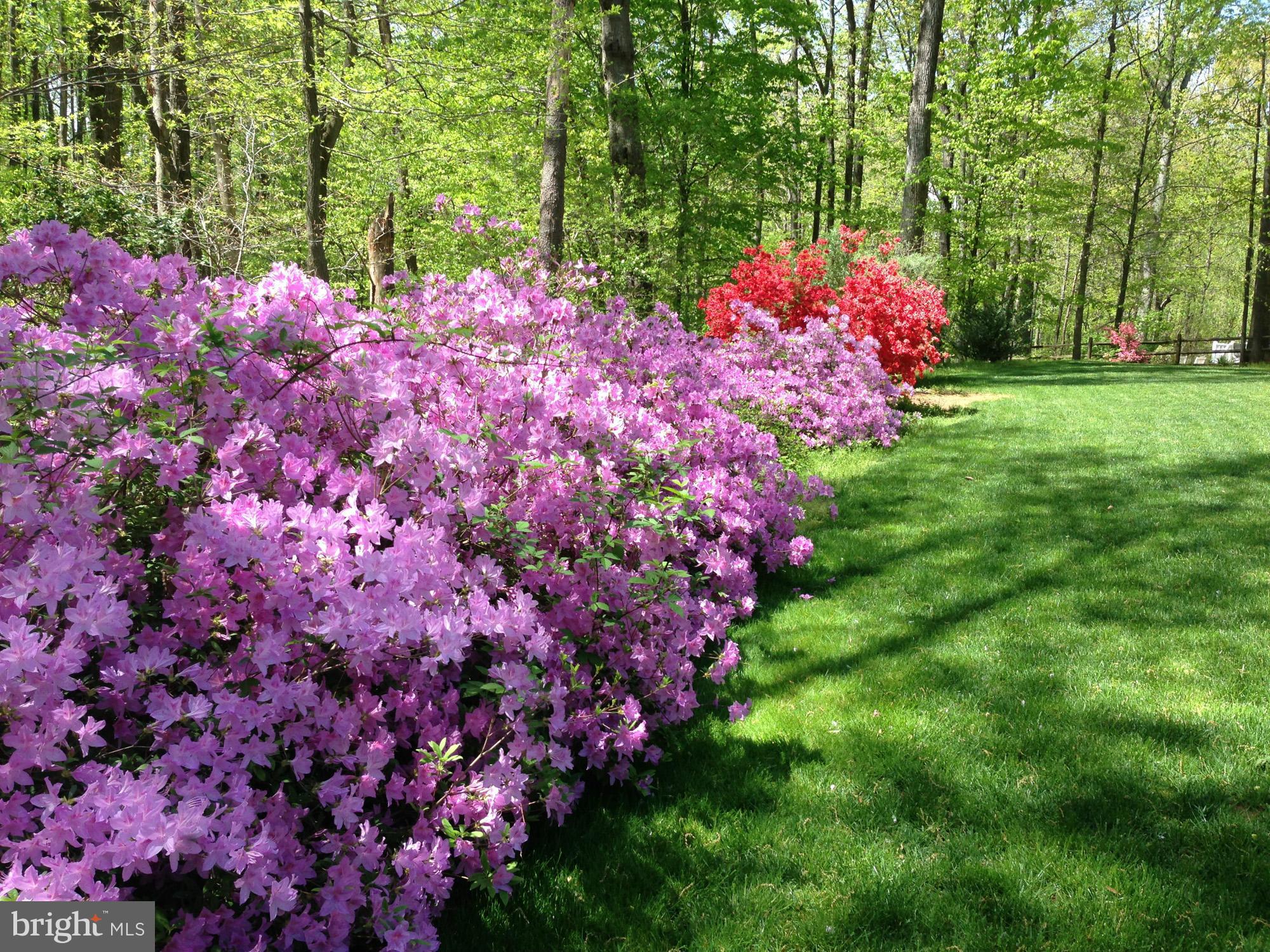 10415 Adel Road Oakton, VA 22124 - Photo 29 of 30 Backyard in Spring