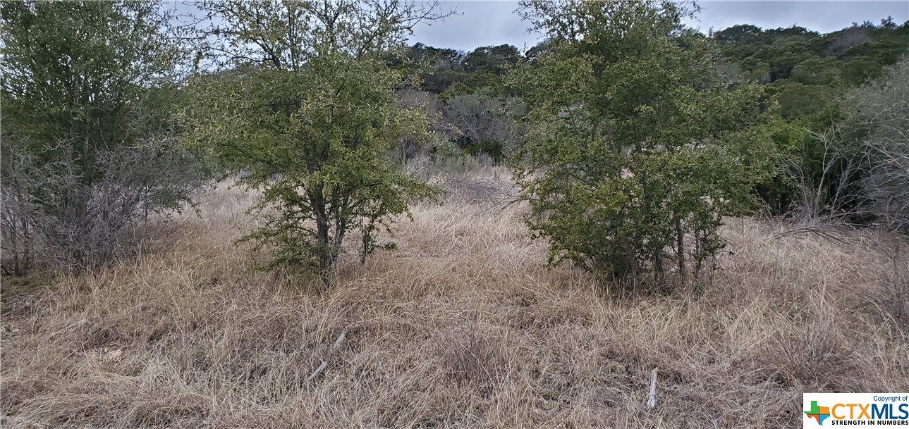 a view of a forest with trees in the background