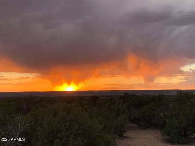 a view of a dry yard with trees