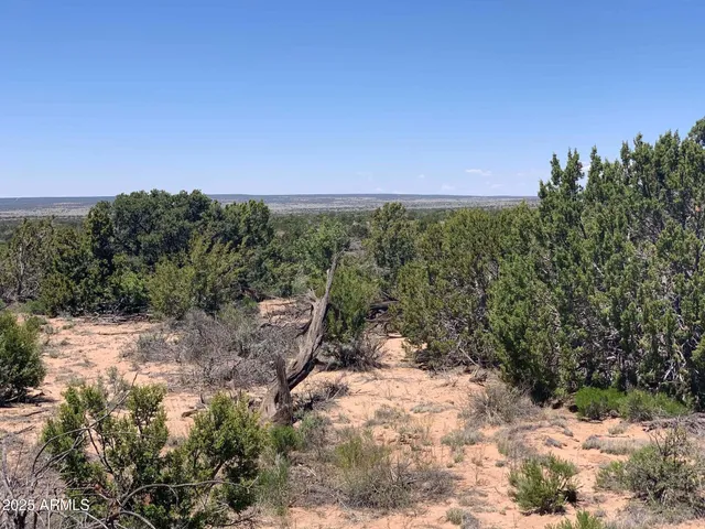 a view of a dry yard with lots of green space