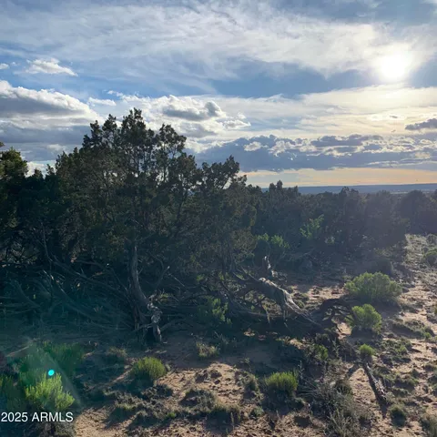 a view of a tree in a yard