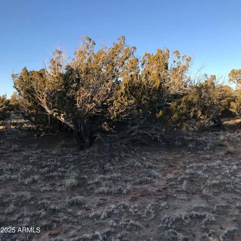 a view of a bunch of trees in a field
