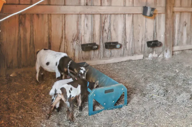 a kitchen with stainless steel appliances kitchen island granite countertop a refrigerator a stove a sink dishwasher and white cabinets with wooden floor next to windows