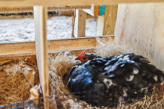 a view of a yard with large trees