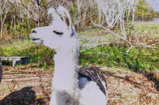a view of a town with mountains in the background